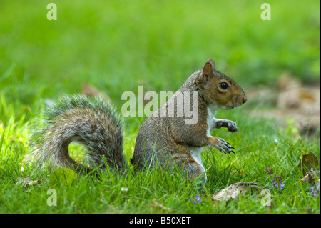 Grey squirrel Sciurus carolinensis pauses whilst foraging at dusk Stock Photo