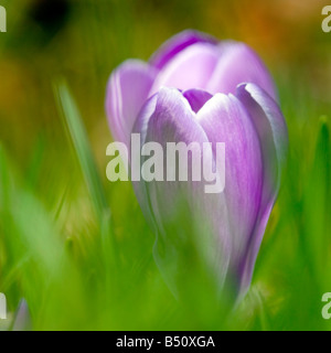 Soft-focus spring crocii Stock Photo