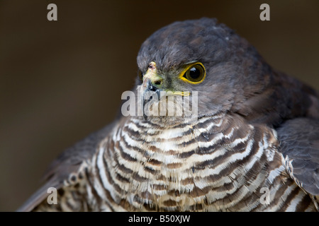 african goshawk Accipiter tachiro captive bird Stock Photo