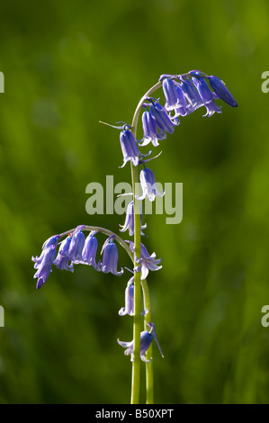 Bluebells Hyacinthoides non scripta in woodland in May Stock Photo