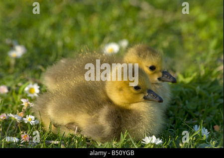 Two Canada goose goslings Branta canadensis sit down on lawn at end of day Kew Gardens