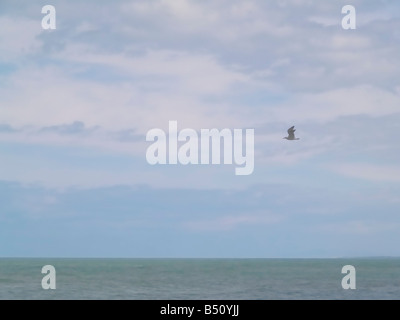 bird flying over sea, bird in flight abstract over ocean horizon, bird in flight sea sky, bird flying in sky Stock Photo
