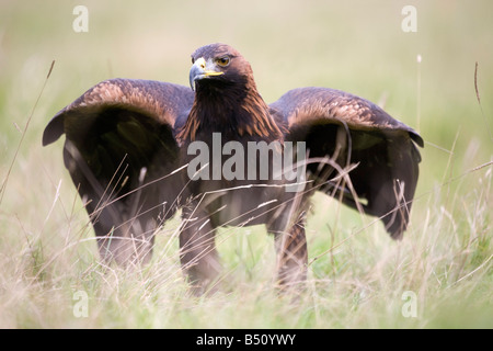 golden eagle Aquila chrysaetos Stock Photo