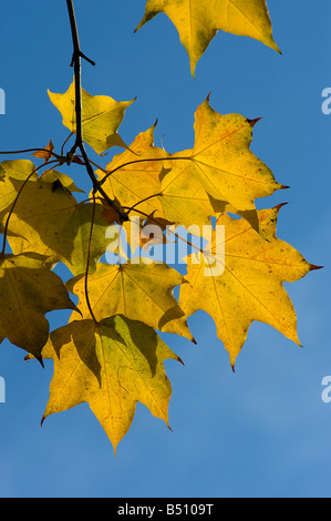 Cappodocian maple Acer cappodocicum aureum leaves in autumn Stock Photo