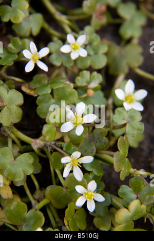 round leaved crowfoot Ranunculus omiophyllus Stock Photo