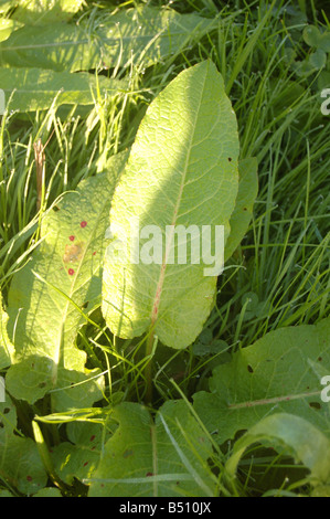 Leaves of flowers at Montrose pk, Edgware, London, England, uk Stock Photo