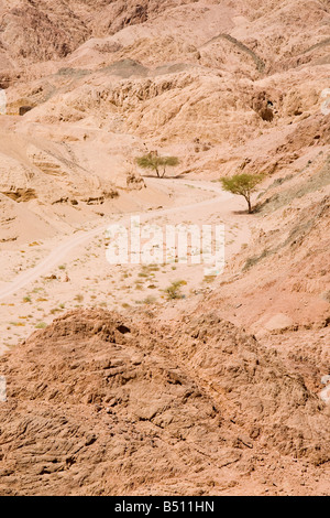 Drought resistant plant in the mountains of the Sinai desert near Dahab in Egypt Stock Photo