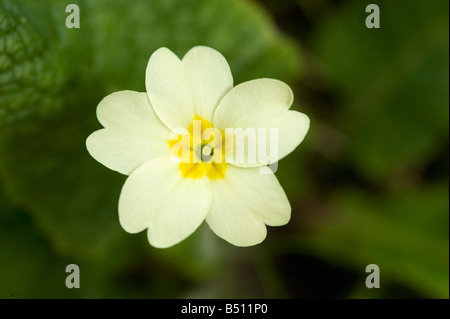 Pin eyed primrose Primula vulgaris in spring Stock Photo