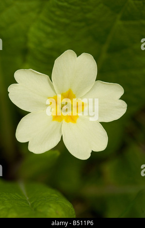 Thrum eyed primrose Primula vulgaris in spring Stock Photo
