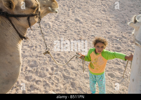 A Bedouin girl guides camels in the Sinai Desert near Dahab in Egypt Stock Photo