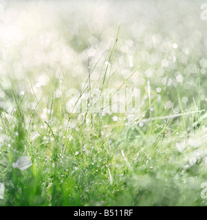 Green grass with dew drops close-up. Nature background Stock Photo - Alamy