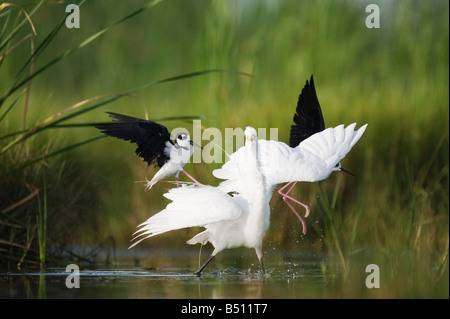 Black-necked Stilt Himantopus mexicanus adults attacking Great Egret Ardea alba Sinton Corpus Christi Coastal Bend Texas USA Stock Photo