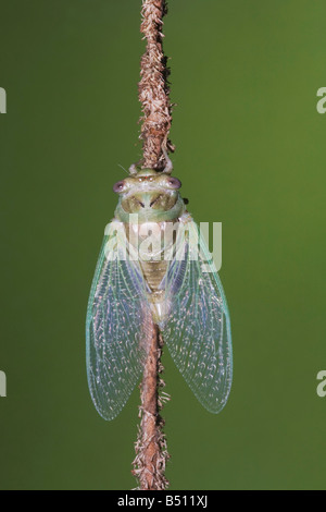 Cicada Tibicen resh newly emerged adult Sinton Corpus Christi Coastal Bend Texas USA Stock Photo