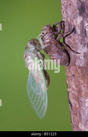 Cicada Tibicen resh adult emerged from nymph skin drying wings Sinton Corpus Christi Coastal Bend Texas USA Stock Photo