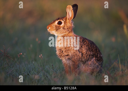 Eastern Cottontail Sylvilagus floridanus adult Sinton Corpus Christi Coastal Bend Texas USA Stock Photo