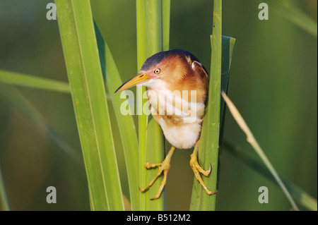 Least Bittern Ixobrychus exilis adult in cattails Sinton Corpus Christi Coastal Bend Texas USA Stock Photo