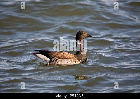 brent goose Branta bernicla swimming Stock Photo