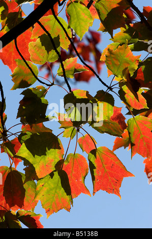 Red maple Acer rubrum leaves turning colour in autumn Stock Photo