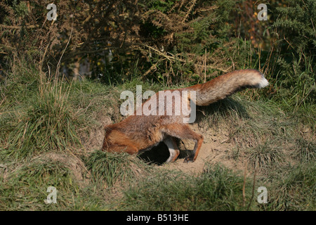 Fox Vulpes vulpes entering its den Stock Photo