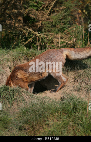 Fox Vulpes vulpes entering its den Stock Photo