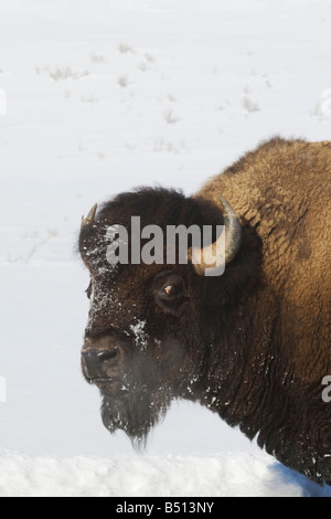 American Bison Buffalo Bison bison adult in snow Yellowstone National Park Wyoming USA Stock Photo