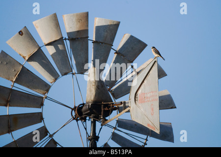 American Kestrel Falco sparverius adult perched on wind mill Sinton Corpus Christi Coastal Bend Texas USA Stock Photo