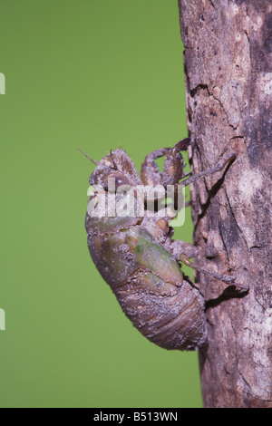 Cicada Tibicen resh larvae on tree trunk Sinton Corpus Christi Coastal Bend Texas USA Stock Photo