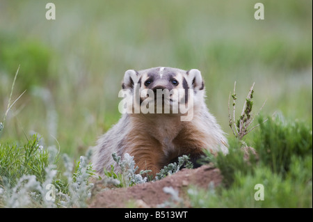 American Badger Taxidea taxus young at den Rocky Mountain National Park Colorado USA Stock Photo