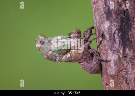 Cicada Tibicen resh adult emerging from nymph skin Sinton Corpus Christi Coastal Bend Texas USA Stock Photo