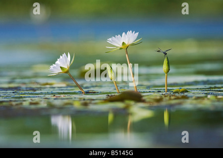 Four-spotted Pennant and green treefrog perched on Tropical Royalblue Waterlily Corpus Christi Coastal Bend Texas USA Stock Photo