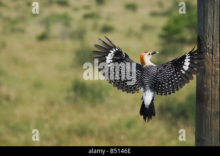 Golden-fronted Woodpecker Melanerpes aurifrons male on nesting cavity Sinton Corpus Christi Coastal Bend Texas USA Stock Photo