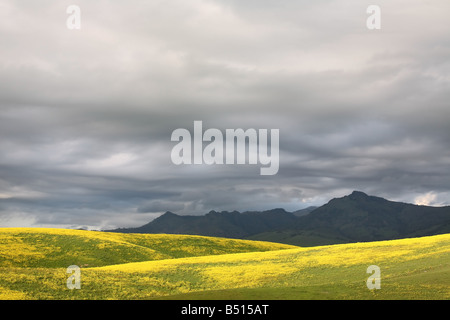 Yellow Mustard fields with mountains and moving clouds. Stock Photo