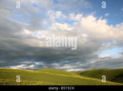 Yellow Mustard fields with mountains and moving clouds. Stock Photo