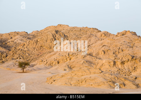 Drought resistant tree in the mountains of the Sinai desert near Dahab in Egypt Stock Photo