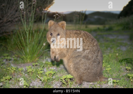 A quokka on Rottnest Island at dusk Stock Photo