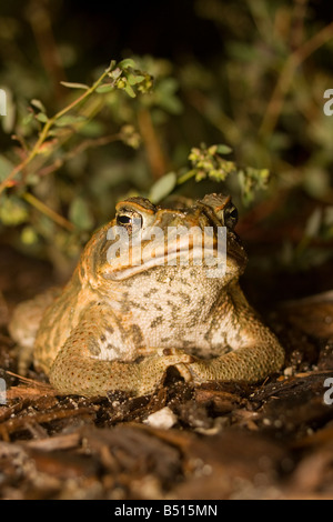 Giant bufo toad or marine toad Stock Photo