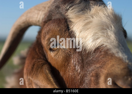 A landscape of a billy goat close up Stock Photo