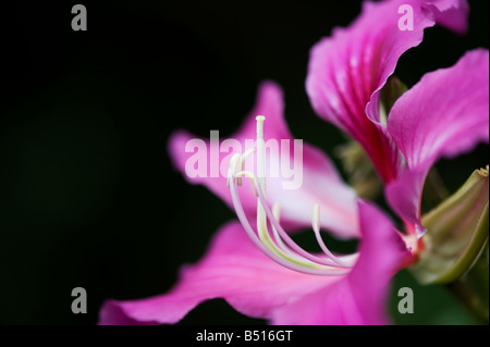 Bauhinia x blakeana. Hong Kong Orchid Tree flower in an Indian garden. India Stock Photo