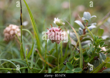 strawberry clover Trifolium fragiferum Stock Photo