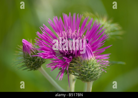 Asteraceae Cirsium palustre the Marsh thistle or European swamp thistle Stock Photo
