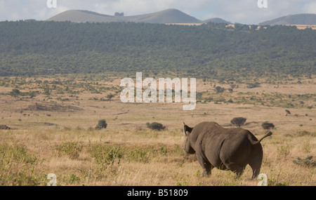 Black rhino (Diceros bicornis) walks across the plains, in Lewa Downs, Kenya. This rhino is wild, despite being very endangered. Stock Photo