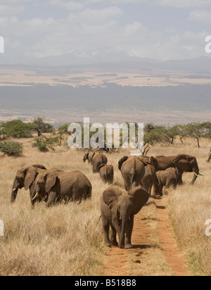 Herd of elephants stand on the plains of Lewa Downs, blocking a dirt track, with Mount Kenya behind in the distance; Kenya Stock Photo