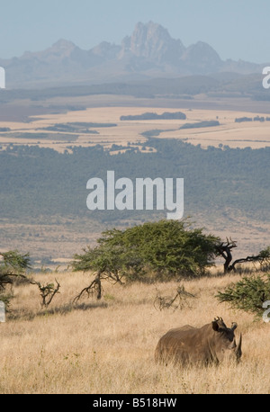 Black rhino (Diceros bicornis) stands on the plains below Mount Kenya; in Lewa Downs, Kenya, East Africa. Stock Photo