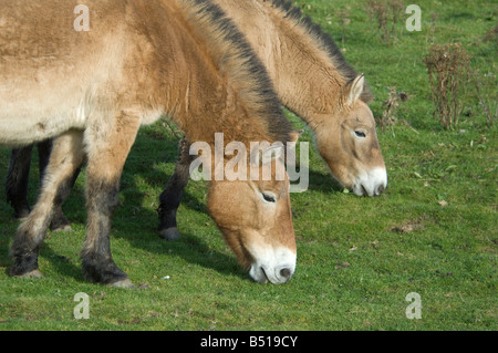 Przewalski's Horse at the Highland Wild Life Park Kincraig Scotland are now extinct in the wild.  SCO 0933 Stock Photo