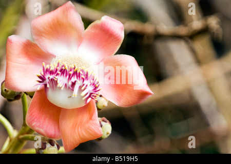 Ant on a cannonball flower, Honolulu, Hawaii, USA Stock Photo