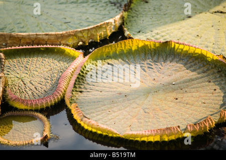 water-lily pads floating on a pond in evening sunlight Stock Photo
