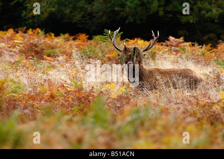 Red Deer Cervus Elaphus Stag with Bracken on antlers during rutting season Richmond park London Stock Photo