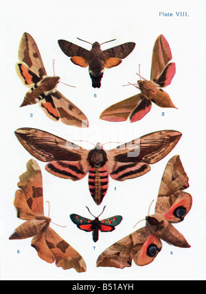 Different types of moths Stock Photo