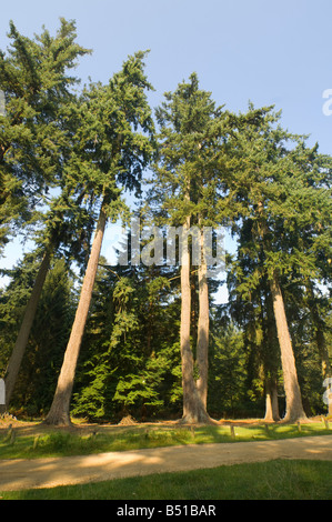 Tall Trees Rhinefield Ornamental Drive New Forest UK Stock Photo