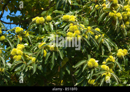 Sweet Chestnuts Castanea sativa Stock Photo